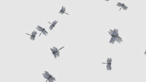 Dragonflies Stock Footage 167352583