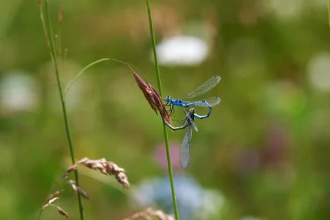 Dragonflies on a grass stem. Stock Photos