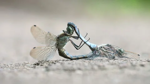 Dragonflies having intercourse view at low angle Video stock 314554714