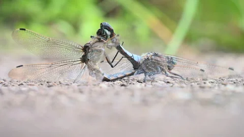 Dragonflies having intercourse view at low angle and rear view Stock-Footage 314554898