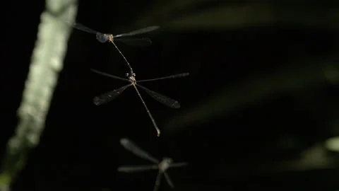 Dragonflies hovering around in a group. Stock Footage 266827521