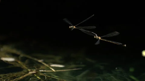 Dragonflies hovering in a group around. Stock Footage 266830014
