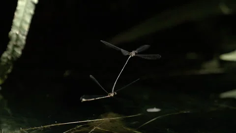 Dragonflies hovering in a group. Stock Footage 266836774