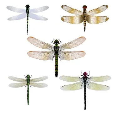 Dragonflies Stock Illustration