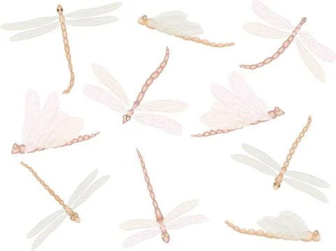 Dragonflies Stock Illustration