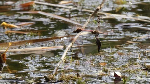 Dragonflies insects mate in flight over a swamp in a wetland Stock Footage 189357136