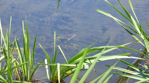 Dragonflies lay eggs. 스톡 동영상 116957099