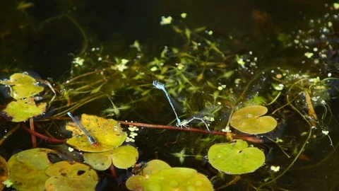 Dragonflies. Love is... Video stock 92127032