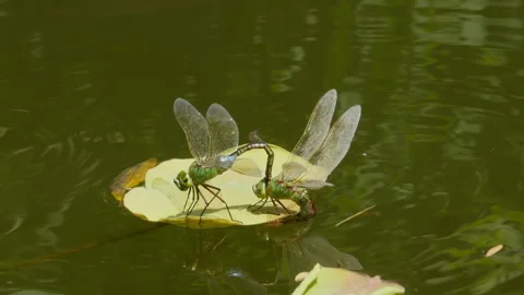 Dragonflies mate on a leaf in a pond Stock-Footage 102295993