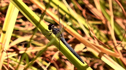 Dragonflies mating Stock Footage 62787124