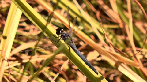 Dragonflies mating 库存影片 63788189