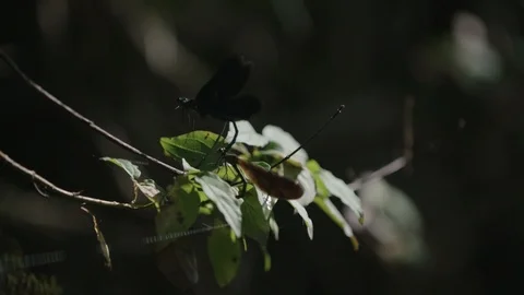 Dragonflies mating Stock-Footage 90039669