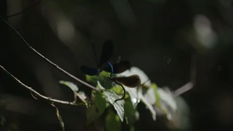 Dragonflies mating Stock-Footage 90039670