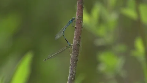 Dragonflies mating Stock Footage 112614903