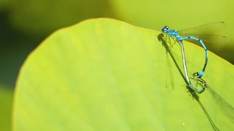  dragonflies mating  Stock Footage 249907995