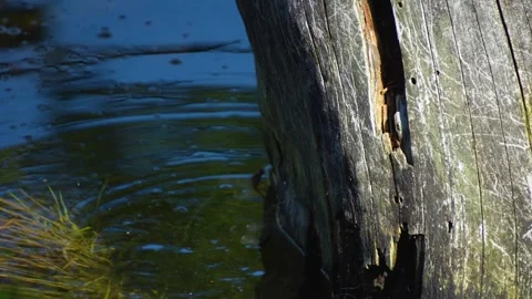 Dragonflies mating Stock Footage 252098616