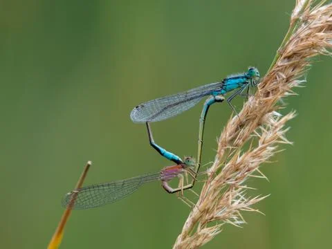 Dragonflies mating on grass stalk Stock Photos