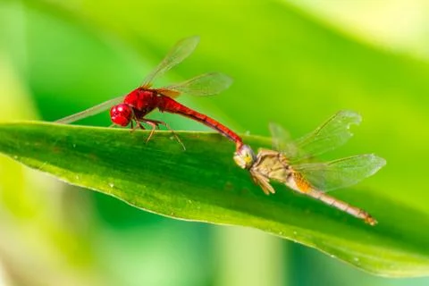 Dragonflies mating perched on a leaf by a river in the garden. Stock Photos