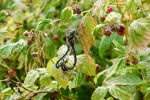 Dragonflies Mating Stock Photos