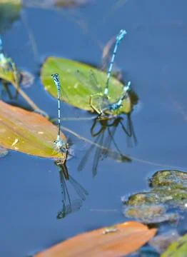 Dragonflies mating. Stock Photos