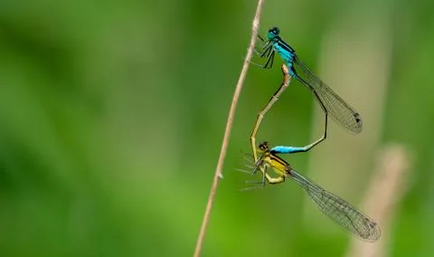 Dragonflies mating Stock Photos