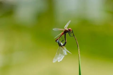 Dragonflies mating Stock Photos