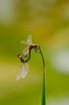 Dragonflies mating Stock Photos