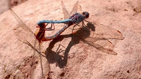 Dragonflies Mating in Wheel Position on Sunlit Rock - Orthetrum Chrysostigma Stock Footage 339585985