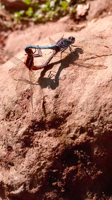 Dragonflies Mating in Wheel Position on Sunlit Rock - Orthetrum Chrysostigma Stock Footage 339585994