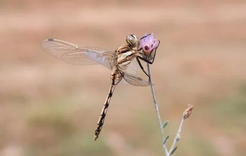 Dragonflies for Mosquito Control Stock Photos