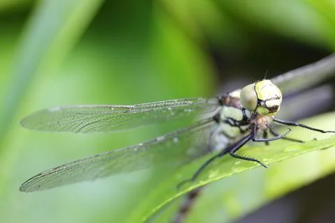The dragonflies (Odonata) make an order within the class of insects (Insecta) Stock Photos