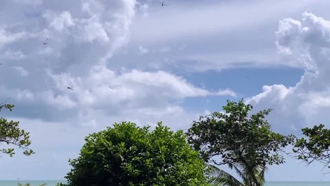 Dragonflies over a tree Stock Footage 149087558