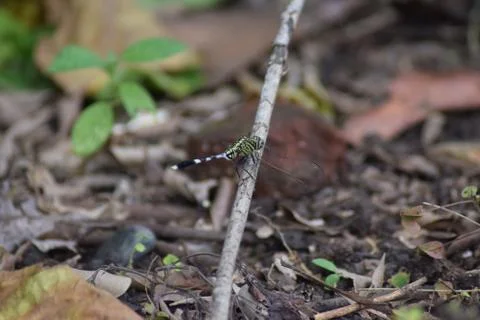 Dragonflies Stock Photos