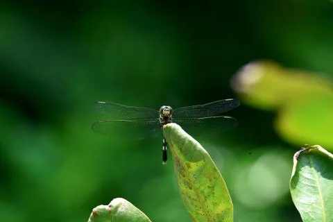 Dragonflies Stock Photos