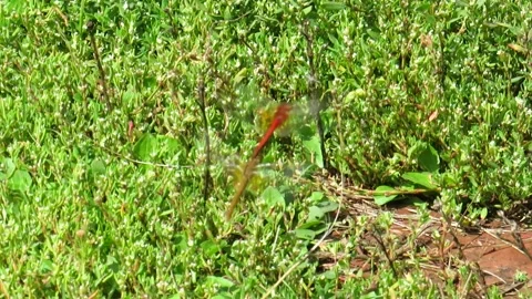 Dragonflies in the process of mating over green grass Stock Footage 168565718