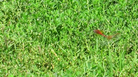 Dragonflies in the process of mating over green grass Stock Footage 168565733