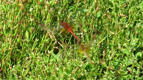 Dragonflies in the process of mating over green grass Stock Footage 168565752