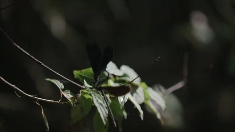 Dragonflies resting on a branch Video stock 76553763