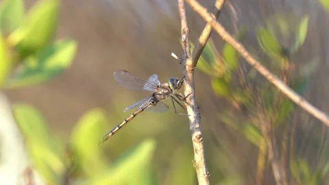 Dragonflies resting on branches slow motion close up Stock Footage 230125162