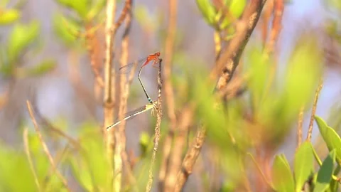 Dragonflies resting on branches slow motion close up Stock Footage 230125172