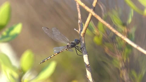 Dragonflies resting on branches slow motion close up Stock Footage 230125173
