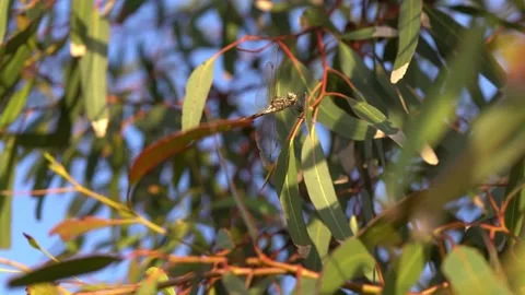 Dragonflies resting on branches slow motion close up Stock Footage 230125175