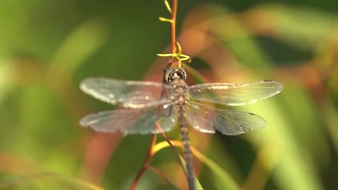 Dragonflies resting on branches slow motion close up Stock Footage 230125210