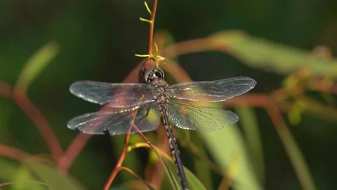 Dragonflies resting on branches slow motion close up Stock Footage 230125211