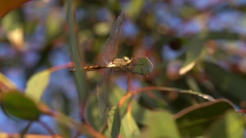 Dragonflies resting on branches slow motion close up Stock Footage 230125231