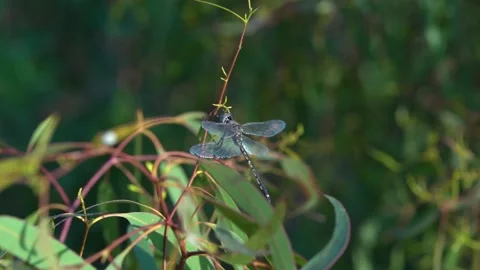 Dragonflies resting on branches slow motion close up Stock Footage 230125232