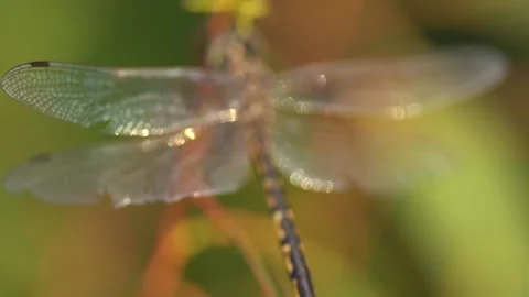 Dragonflies resting on branches slow motion close up Stock Footage 230125233