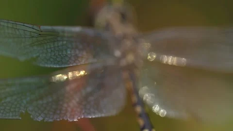 Dragonflies resting on branches slow motion close up Stock Footage 230125242
