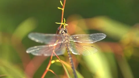 Dragonflies resting on branches slow motion close up Stock Footage 230125243