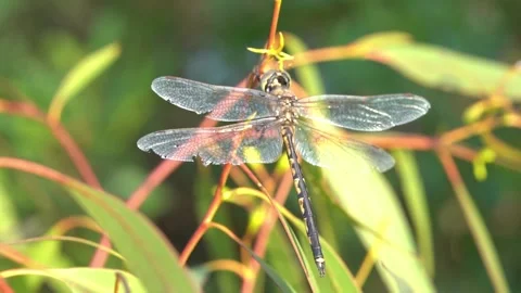Dragonflies resting on branches slow motion close up Stock Footage 230125299